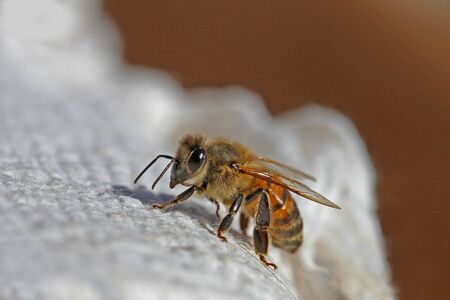 honey bee or worker bee extreme close up Latin apis mellifera crawling on a white cloth in Italy in springtimeの写真素材
