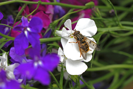 stable fly or house fly close up Latin name stomoxys calcitrans muscidae or musca domestica on a white lobelia flower Latin campanulaceae in Italyの写真素材