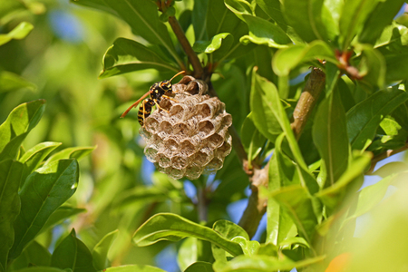 Tree wasp or paper wasp on its nest and building it very close up Latin name polistes gallicus dolichovespula sylvestrisの写真素材