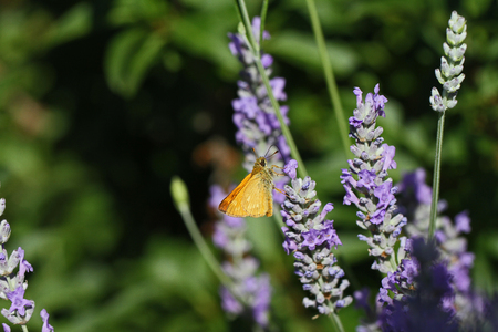 Orange skipper butterfly possibly small, Essex or lulworth skipper Latin name thymelicus sylvestris, lineola or acteon from the hesperiidae family feeding on lavender flowers in Italyの写真素材
