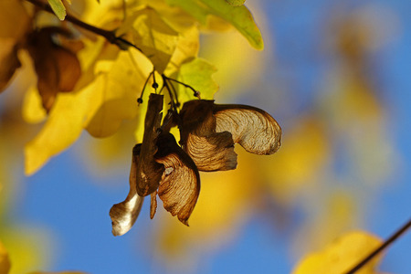 maple or sycamore seed very close up with the light behind Latin acer opalus or pseudoplatanus in Italyの写真素材