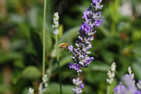 Bee fly or bee-fly Latin name bombylius major coming in to feed on lavender lavandula flower in...