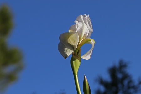 White flag iris or bearded iris flower very close to Latin name pogoniris from iridaceae family in Italy in springの写真素材