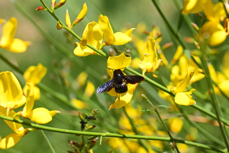 Carpenter bee Latin name xylocopa violacea on yellow broom or ginsestra flower Latin name cytisus scoparius or spachianus in spring in Italyの写真素材