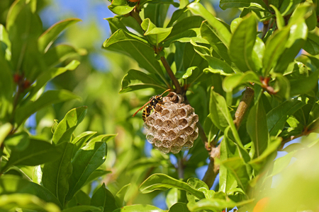 Tree wasp or paper wasp on its nest and building it very close up Latin name polistes gallicus dolichovespula sylvestrisの写真素材