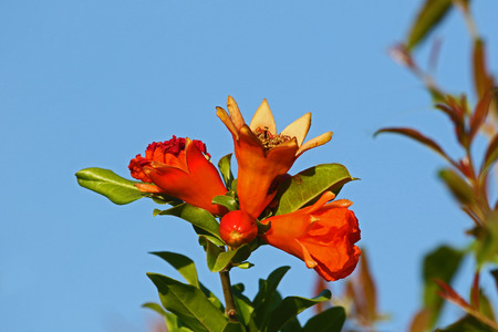 red pomegranate or punica flower or blossom starting to set fruit with open flowers nearby and a bud in the foreground melograno in summer in Italy extremely close up imageの写真素材