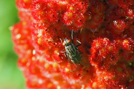 stable fly or house fly very close up Latin stomoxys calcitrans muscidae or musca domestica on a ripening sumac, sumach or sumaq panicle also called staghorn, rhus typhinia or coriaria in Italyの写真素材