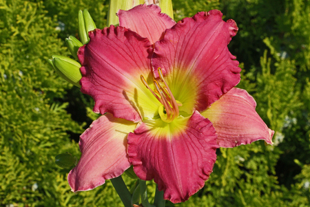 rose or purple daylily Latin hemerocallis in bloom in summer in Italy called a day lily because the each flower typically only blooms for one day but is followed by another very quickly large varietyの写真素材