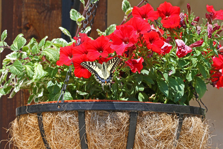 Common swallowtail butterfly Latin name papilio machaon feeding on a petunia or surfinia flower family solanaceae subfamily petunoideae in summer in Italyの写真素材