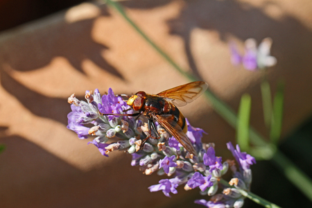 large hoverfly or flower fly known as a hornet mimic hoverfly Latin name volucella zonaria this is a male with eyes close together feeding on a lavender flower also called hover wasp family syrphidaeの写真素材