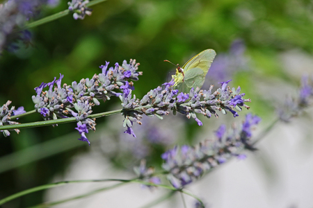 Cleopatra not a brimstone or clouded yellow butterfly closeup on a purple lavender flower in Italy. Latin name gonepteryx cleopatra rhamni from pieridae group with yellow flash on wingsの写真素材
