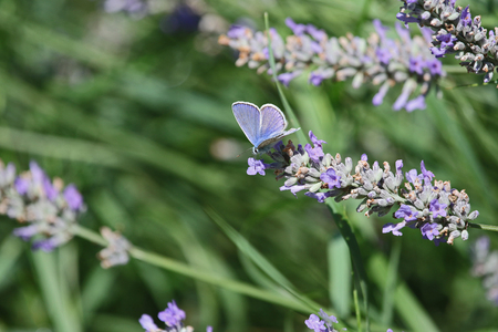 common blue butterfly showing full blue colour color Latin name polyommatus icarus boalensis on a purple lavender Latin lavandula flower in Italyの写真素材