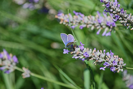 common blue butterfly showing full blue colour color Latin name polyommatus icarus boalensis on a purple lavender Latin lavandula flower in Italyの写真素材