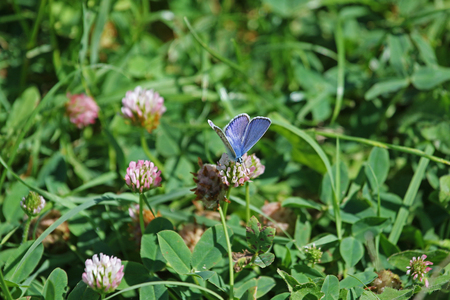 common blue butterfly showing full blue colour color Latin name polyommatus icarus boalensis on a clover flower Latin trifolium paratense or wild field clover in bloom state symbol of Vermont in Italyの写真素材