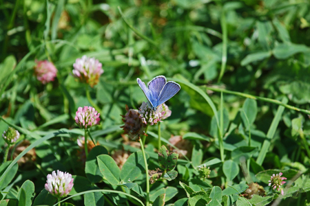 common blue butterfly showing full blue colour color Latin name polyommatus icarus boalensis on a clover flower Latin trifolium paratense or wild field clover in bloom state symbol of Vermont in Italyの写真素材