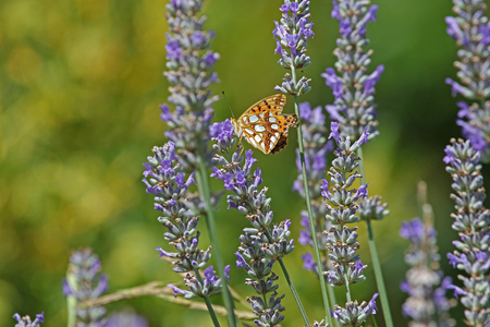 Queen of Spain fritillary butterfly Latin issoria lathonia feeding on a lavender bush Latin lavandula in summer in Italyの写真素材
