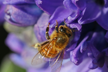 honey bee Latin apis mellifera collecting pollen on a blue hyacinth flower Latin hyacinthus orientalis family asparagaceae or asparagus subfamily scilloideae the same subfamily as bluebellsの写真素材