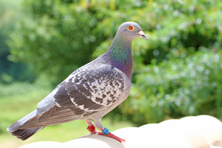 homing pigeon, racing pigeon or domestic pigeon Latin columba livia domestica closeup taking a break from its long flight on a typical pantiled roof in spring in Italyの写真素材