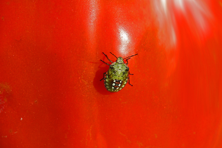 beetle and tomato in the colours of the Italian flag or tricolour a brown marmorated stink bug or shield bug Latin halyomorpha halys on a tomato in Italy fifth instar stageの写真素材