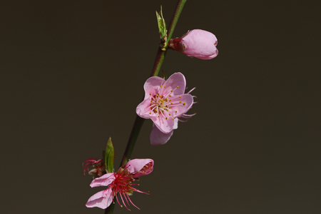 pink peach blossom Latin name prunus persica family rosaceae with water droplets in Italy in springtime state symbol of Georgiaの写真素材