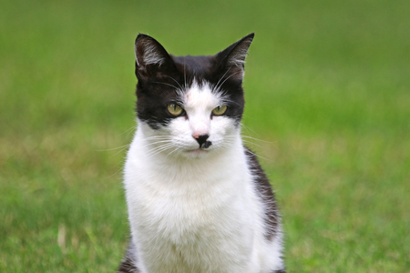 All sales mean a donation to an animal charity. Black and white cat looking sad a rescue pet symbol of California Colorado Illinois Tennessee abandoned just after Italy's 2016 earthquakeの写真素材