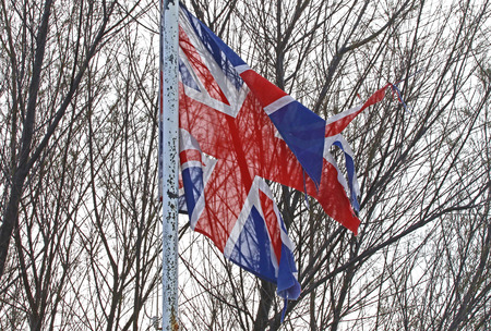weather worn British flag or Union Jack caught in a tree torn and tattered flying in the winter by the sea in Italyの写真素材