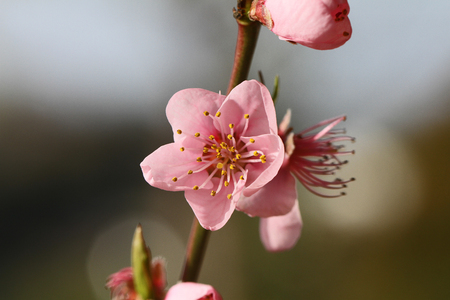 pink peach blossom Latin name prunus persica family rosaceae with water droplets in Italy in springtime state symbol of Georgiaの写真素材