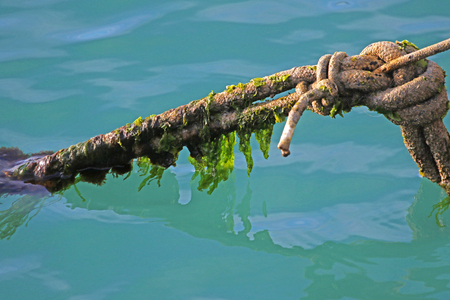 seaweed on a mooring rope in the port or harbour of Numana near Ancona on the Adriatic coast in Italy with the light reflecting on the water behindの写真素材