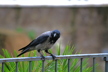 hooded crow Latin corvus cornix in the family corvidae perched on a railing in the centre of Rome near the Colosseum cleaning its beak very intelligent birdsの写真素材