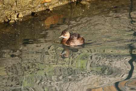 A little grebe Latin Tachybaptus ruficollis also known as dabchick and the smallest member of the grebe family swimming in the Adriatic Sea in the port of Numana in the province of Ancona in Italyの写真素材