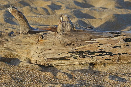 enormous piece of driftwood close up on the beach in Porto Recanati Italy in winter on the Adriatic coast or Italian rivieraの写真素材