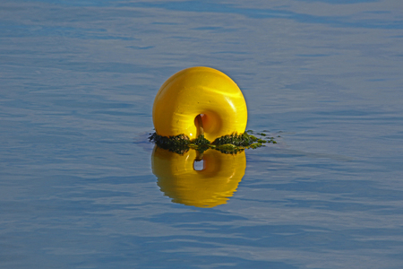 marker buoy with a clear reflection floating in the Adriatic sea in the port or harbour of Numana in the province of Ancona in Italy and seaweed on its undersideの写真素材