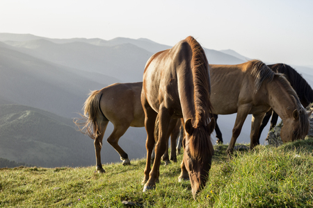 Horses are grazing on top of the mountainの写真素材