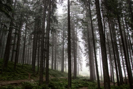 Forest in the fog with a lot of huge trees