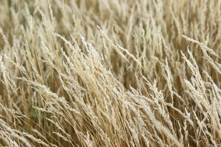 Beautiful autumn grass, cose up, gold, plantの写真素材