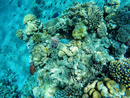Beautiful old coral reef under the waterの写真素材