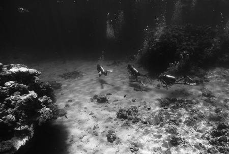 Scuba diving near the seabed, under the waterの写真素材