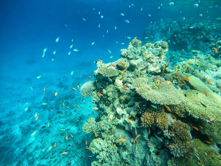 Nice coloured fish behind to the coral reefの写真素材
