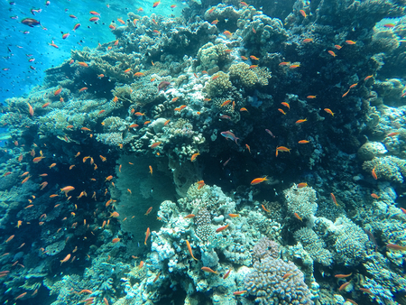 Plenty of fish, nice fish in the red sea, sea landscapeの写真素材