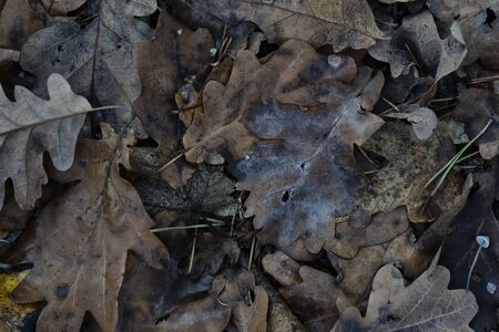 Fallen leaves, deep autumnの写真素材