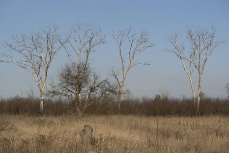 Dried trees, ecological issues, desert dried grassの写真素材