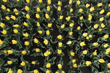 Growing tulips, field of yellow tulips, front viewの写真素材