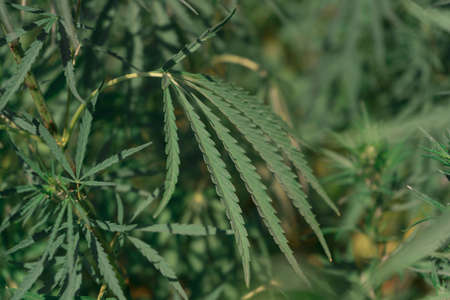 Large marijuana plantation, canabis bud