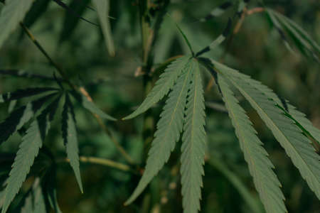 Large marijuana plantation, canabis budの写真素材