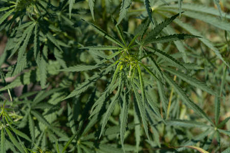 Large marijuana plantation, canabis budの写真素材