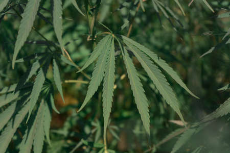 Large marijuana plantation, canabis budの写真素材