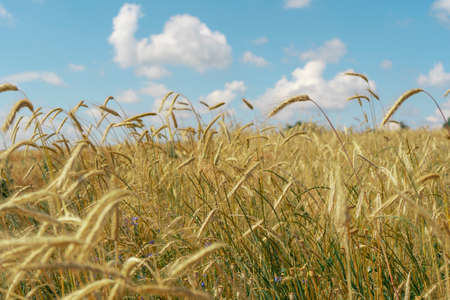 Ripe spikelets of wheat in the fieldの写真素材