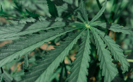 Large marijuana plantation, canabis bud, sunny dayの写真素材