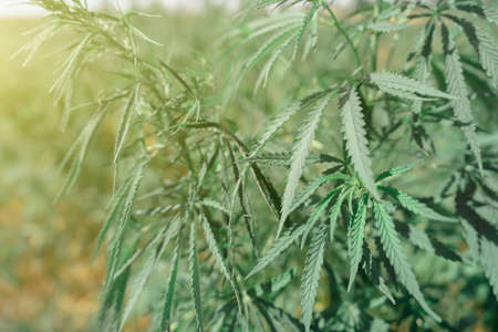 Large marijuana plantation, canabis bud, sunny dayの写真素材
