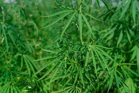 Large marijuana plantation, canabis bud, sunny dayの写真素材